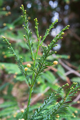 Green fir tree branch natural forest background, a branch of a coniferous tree with nascent cones, spring