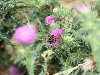 Distel mit Hummel