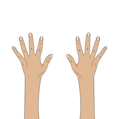 female hands. Women's hands. Isolate on a white background.