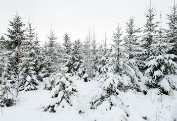 Fototapeta premium Beautiful winter snowy forest landscape.