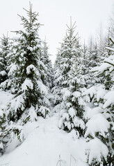 Naklejka premium Beautiful winter snowy forest landscape.