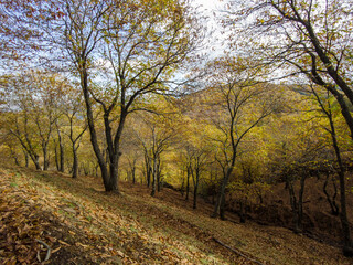 Fototapeta na wymiar estación del otoño en el valle del Genal, Andalucía