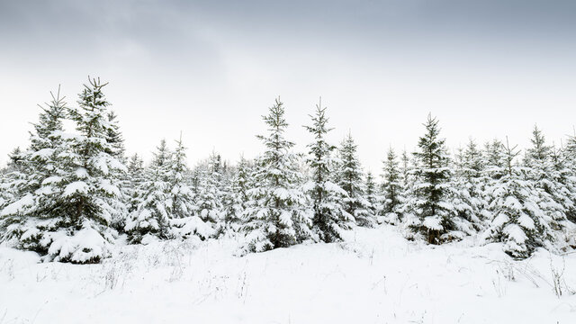 Beautiful winter snowy forest landscape.