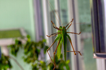 A green grasshopper on mirror reflection, in shallow focus
