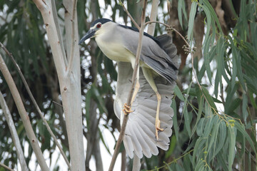 Black Crowned (Nycticorax nycticorax) bird is a species of  Heron family.  
