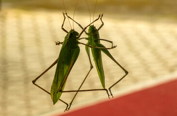 A green grasshopper on mirror reflection, in shallow focus