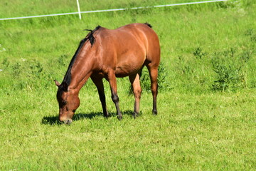 Fototapeta premium Pferde