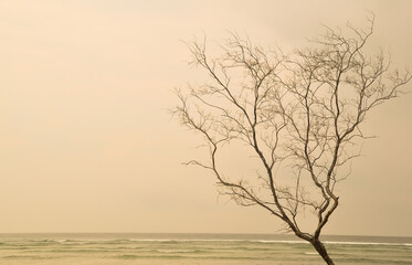 tree at the beach on the morning