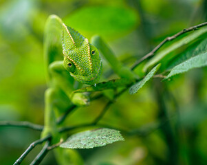 chameleon on a leaf, Camouflaged, nature, close-up
