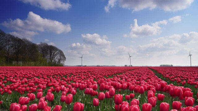 Pink tulips growing in a field during springtime in Holland with clouds moving over the field and forest in the background.