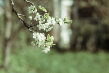 Photo sakura. Blooming apple tree. Small white flowers of an apple tree. Spring flowering tree. Branches of a tree illuminated by the sun.