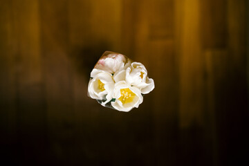 white tulip flower