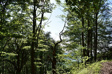 Wald