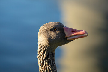 Goose extreme head closeup with sunlight behind