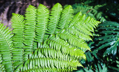 Fresh fern leaves in tropical forest, summer outdoor day light, nature concept background