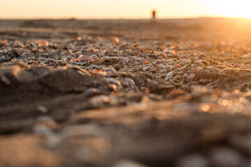 Muscheln Bokeh im Sonnenaufgang an der Ostsee