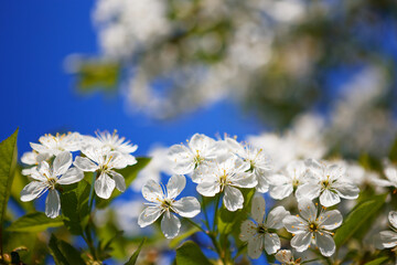 Springtime. Blooming cherry branch and shovel