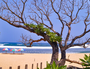 tree on the beach
