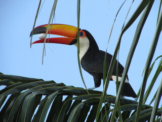 Toucan in the nature
