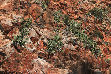 Rote Felsküste an der Ostküste Mallorcas mit leichtem Bewuchs.