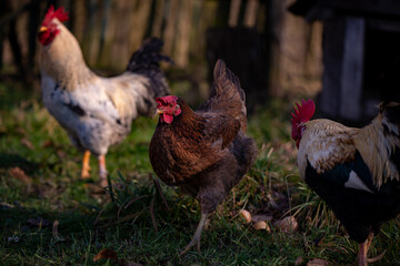 some chickens at the village farm walking through the green grass. domestic birds watching strange  to the nest with eggs. barnyard fowl cluster. gallus gallus domesticus bird feeding in the backyard