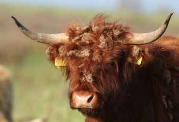 cow, animal, cattle, horns, farm, highland, mammal, bull,  dutch