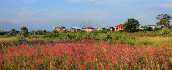 Blooming flowers on the field.