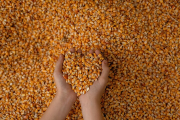 Hands hold corn kernels over the scattered corn.