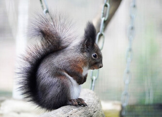 Eichhörnchen auf einem Ast sitzend. Seitliche Nahaufnahme eines Eichhörnchens.
