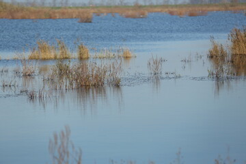 lake, water, landscape, nature, sky, Nederland landscape. 