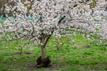 Fototapeta premium Nice white apricot spring flowers branch macro photography nature awakening