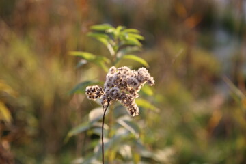 flower, nature, macro, natural, 
