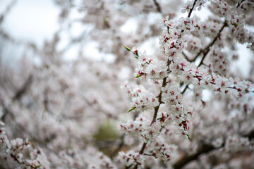 Nice white apricot spring flowers branch macro photography nature awakening