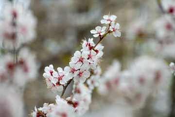 Nice white apricot spring flowers branch macro photography nature awakening