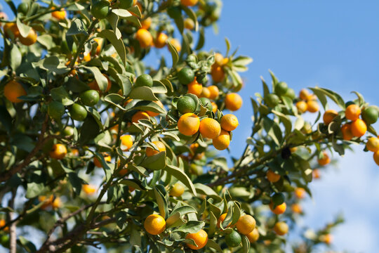 Cumquat fruit on a tree