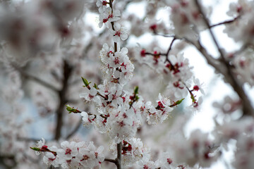 Nice white apricot spring flowers branch macro photography nature awakening