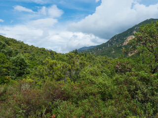 Obraz premium View of lush green forest in Supramonte Mountains with mediterranean vegetation, hill and limestone rocks. Nuoro, Sardinia, Italy. Summer