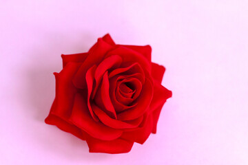 Red rose on a pink background. Template. The concept of the Valentine's Day theme. A greeting card, a declaration of love.