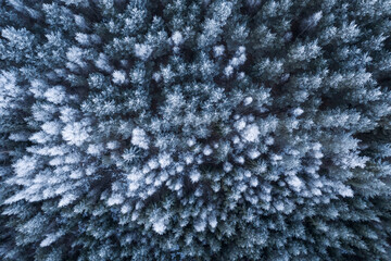 Aerial top down view of boreal taiga forest in winter