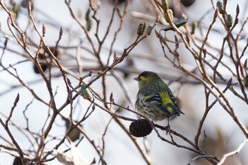 eurasian siskin on the branch