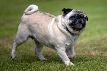 Pug dog moving across the grass