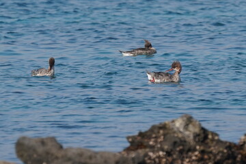 red breasted merganser in the sea