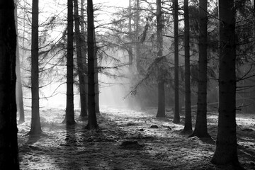 forest, tree, nature, autumn, landscape, trees, woods, magial, ligth, oosterhout, nederland, dutch, black and white, 