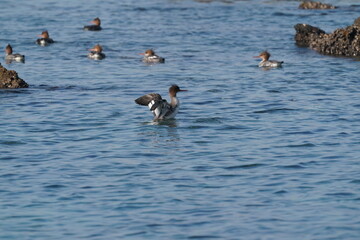 red breasted merganser in the sea