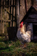 a white rooster sitting in the garden of the village farm near the forest. gallus gallus domesticus bird feeding in the backyard