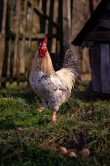 a white rooster sitting in the garden of the village farm near the forest. gallus gallus domesticus bird feeding in the backyard