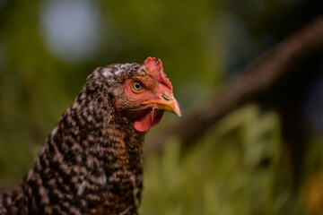 a mottled hen in the garden near the forest. gallus gallus domestic bird ath the natural farm from the village