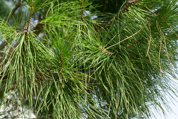 Long green pine needles in sunlight 