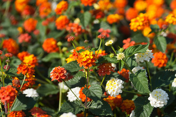 Orange flowers among green leaves background