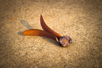 Dipterocarpus alatus Roxb that has fallen from a tree onto the road.
